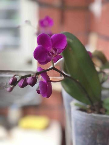 老邱の園藝管理 - 