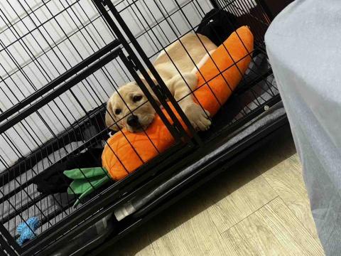 毛大叔狗私塾 - 調皮拉拉女孩
#狗學生 毛大叔狗私塾 - 調皮拉拉女孩
#狗學生