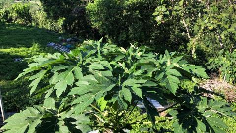 老邱の園藝管理 - 