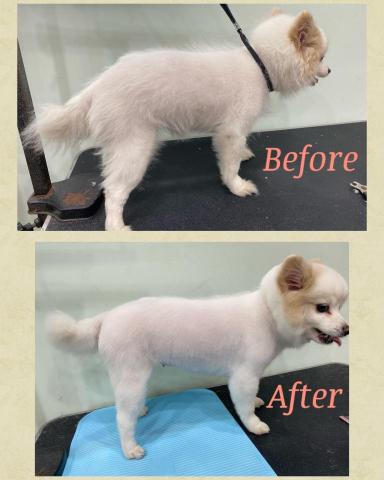 季曉鎂 - 狐狸犬