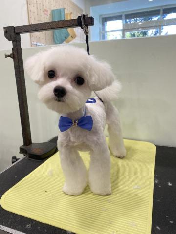 季曉鎂 - 馬爾濟所