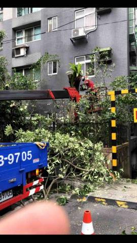 力友園藝造景 - 樹木修剪