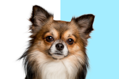 Pg Jonas - 如有去背需求 歡迎洽詢