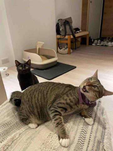 許珈菱 - 加油兩貓