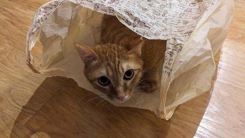 駱梨 - 我有一隻貓叫喵喵，之前還有貓貓跟咪咪