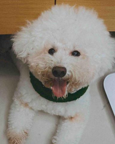 許珈菱 - 艾娃寶貝