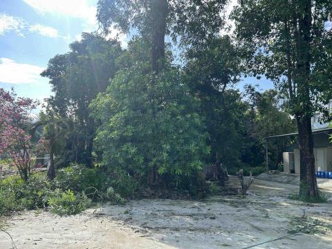 信實工程行 - 樹木移除工程施工前