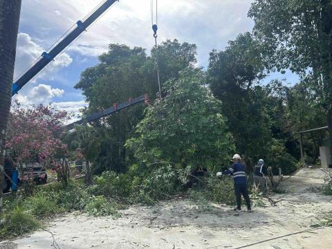 信實工程行 - 樹木移除工程施工中