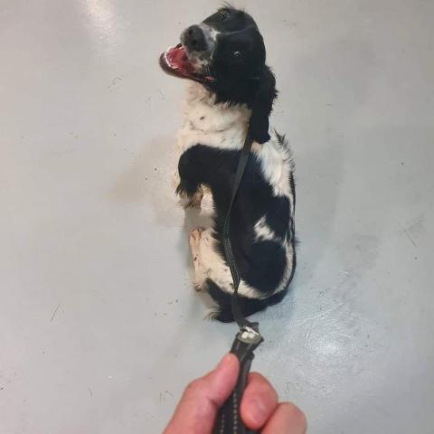 寵物Fun 電@遛狗達人 - 在新加坡從事輔助警察的警犬夥伴Melissa 
他們主要負責搜索爆裂物的工作
快來打聲招呼吧