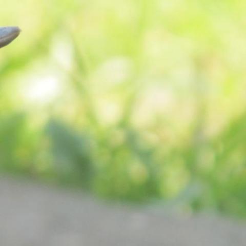 提供遛狗绳服務的專家糙米