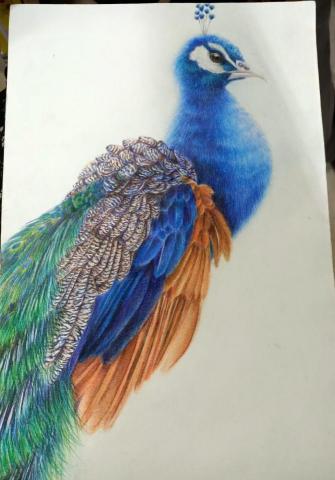 Yu.C.H - 色鉛筆臨摹