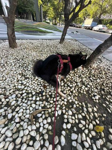 王小姐寵物陪伴house - 仔仔