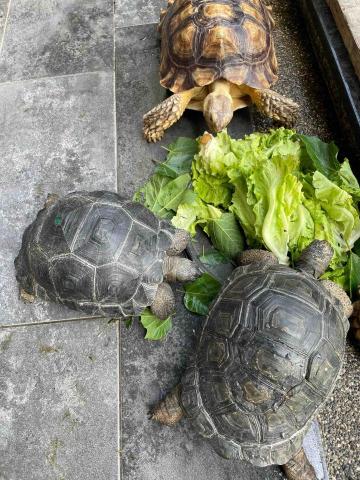 王小姐寵物陪伴house - 烏龜寄養家庭