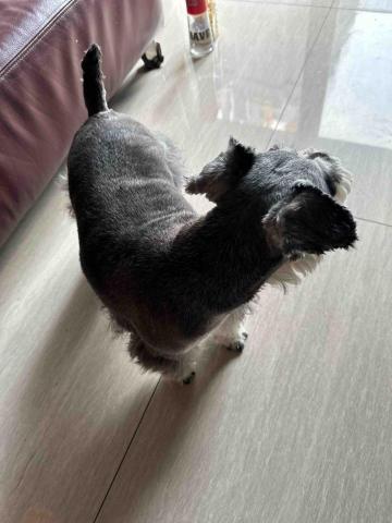 王小姐寵物陪伴house - 雪納瑞