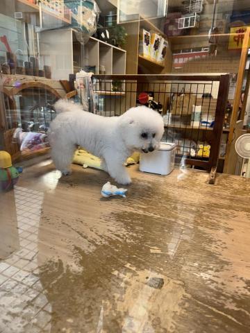 陳昱安 - 生活的壓力總是讓人莫名其妙的產生負面情緒，不能任由壓力泛濫，只要有毛孩的陪伴，一切就完美解決了！