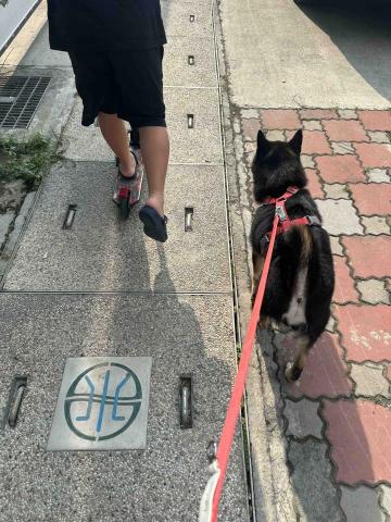 王小姐寵物陪伴house - 散步