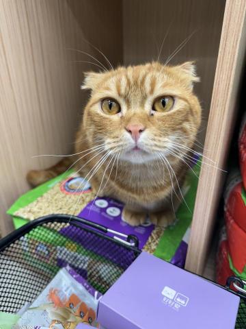 陳昱安 - 短短的腿，圓圓小腦袋，樣子看起來非常可愛。
