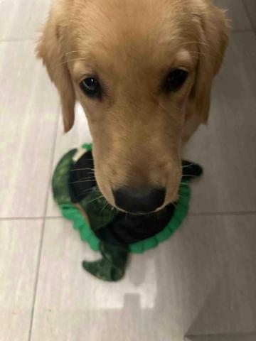 王小姐寵物陪伴house - 小黃金