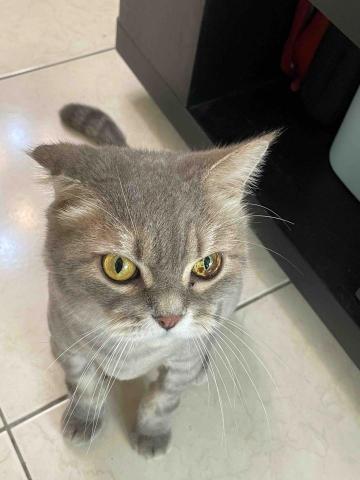 阿肥的家 - 特別的眼睛-朱諾