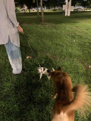 官尚嫻 - 寵物保姆：秘魯