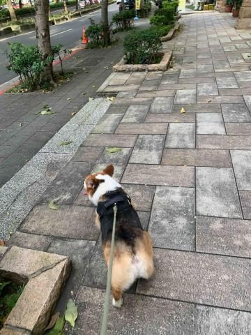 官尚嫻 - 寵物保姆：星孔