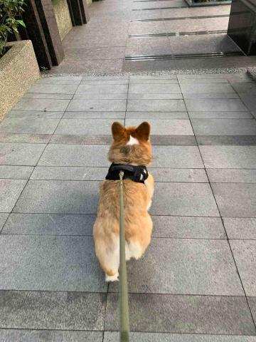 官尚嫻 - 寵物保姆：噹孔