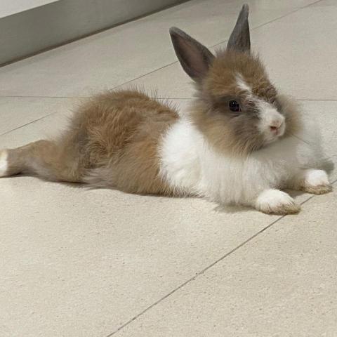 提供富邦棒球服務的專家Wei Sheng Shen