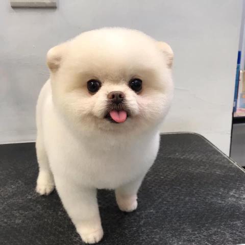 王雅玲 - 博美手剪