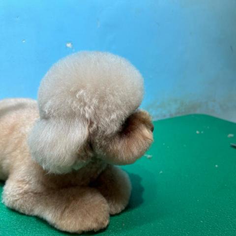 王雅玲 - 後頭骨澎澎圓圓