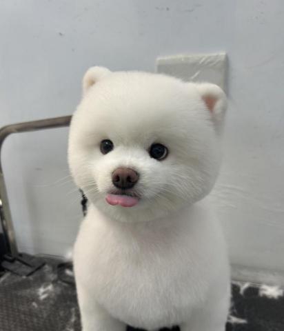 王雅玲 - 博美手剪短版