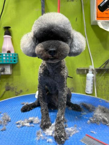 王雅玲 - 8字臉耳罩