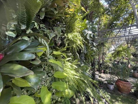 富登園藝 - 花草定期更新