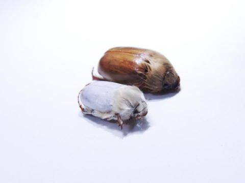 林俊融 - 個人標本收藏照片