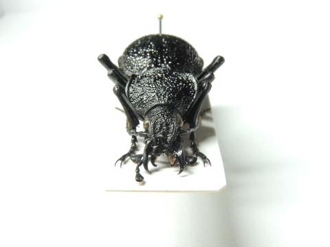 林俊融 - 個人標本收藏照片