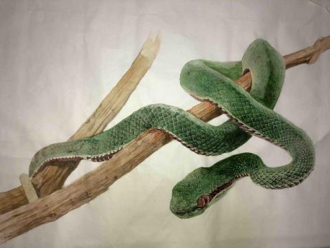 陳韻晴 - 水墨作品