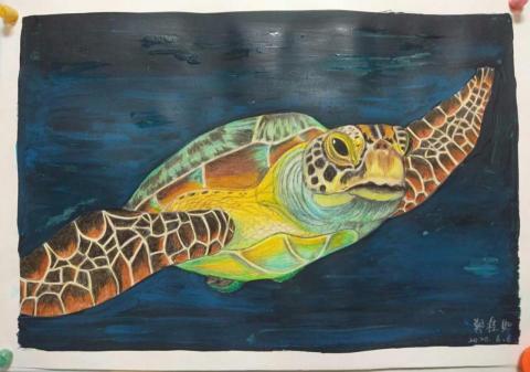 糖果手創美術工作室 - 色鉛筆-海龜