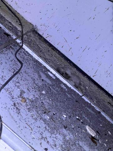 錦衣衛病媒防治 - 害蟲防治（鼠）