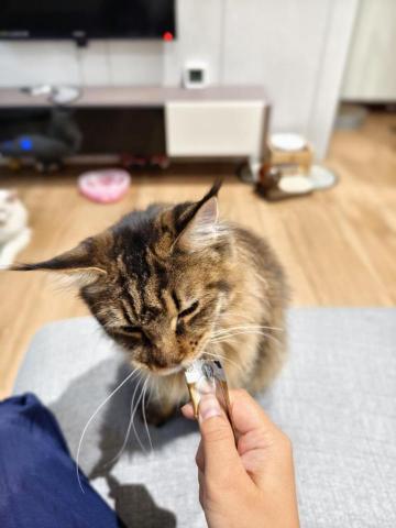 楊淑閔 - 雲林首次接的保母，貓寶特愛肉泥?