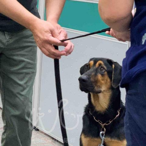 Bevis 寵物行為引導訓練師🐈⬛ -  Bevis 寵物行為引導訓練師🐈⬛ -