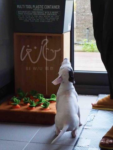 Bevis 寵物行為引導訓練師🐈⬛ -  Bevis 寵物行為引導訓練師🐈⬛ -