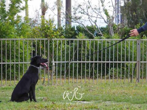 Bevis 寵物行為引導訓練師🐈⬛ -  Bevis 寵物行為引導訓練師🐈⬛ -