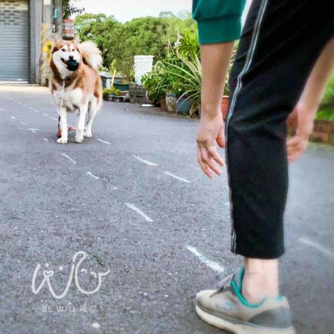 Bevis 寵物行為引導訓練師🐈⬛ -  Bevis 寵物行為引導訓練師🐈⬛ -