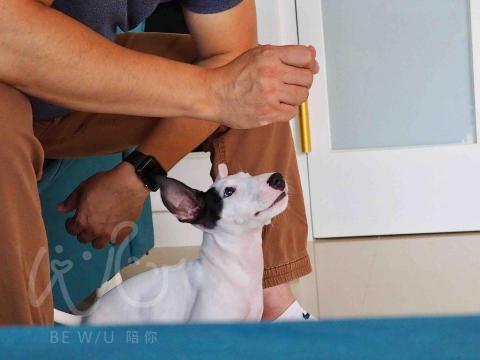 Bevis 寵物行為引導訓練師🐈⬛ -  Bevis 寵物行為引導訓練師🐈⬛ -