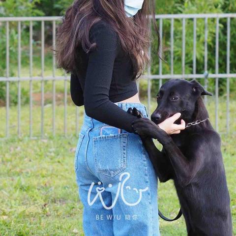 Bevis 寵物行為引導訓練師🐈⬛ -  Bevis 寵物行為引導訓練師🐈⬛ -