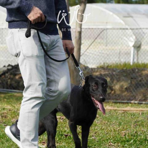 Bevis 寵物行為引導訓練師🐈⬛ -  Bevis 寵物行為引導訓練師🐈⬛ -