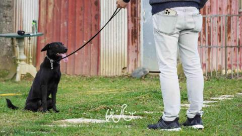 Bevis 寵物行為引導訓練師🐈⬛ -  Bevis 寵物行為引導訓練師🐈⬛ -