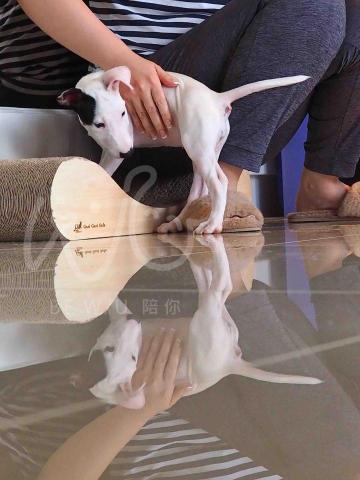 Bevis 寵物行為引導訓練師🐈⬛ -  Bevis 寵物行為引導訓練師🐈⬛ -