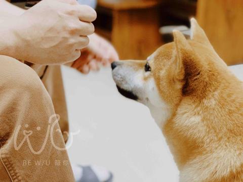 Bevis 寵物行為引導訓練師🐈⬛ -  Bevis 寵物行為引導訓練師🐈⬛ -