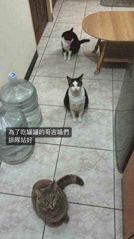 靜靜寵物到府散步_圖文創作_影片拍攝剪輯 - 