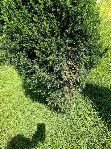 綠錦園藝企業社 - 柏樹病菌灑藥